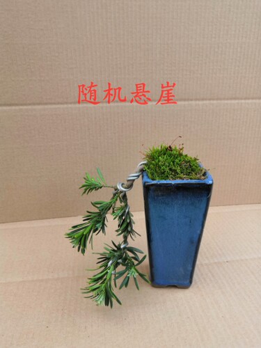 罗汉松小盆景微型 雀舌米叶罗汉松 掌上盆景  五针松黑办公室阳台 - 图0