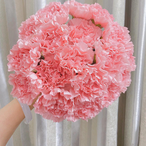 康乃馨鲜花教师节花束鲜花云南基地直发顺丰家用水养鲜花超长花期 - 图0