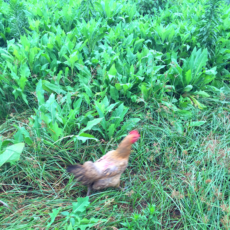 苦荬菜种子多年生牧草猪牛羊鸡鸭鹅鱼兔虾苦麻菜苦麦菜苦买菜草籽-图1