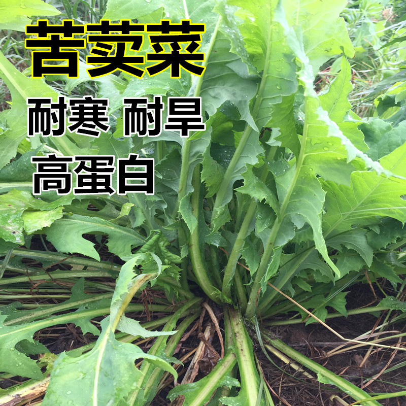 苦荬菜种子多年生牧草猪牛羊鸡鸭鹅鱼兔虾苦麻菜苦麦菜苦买菜草籽-图0