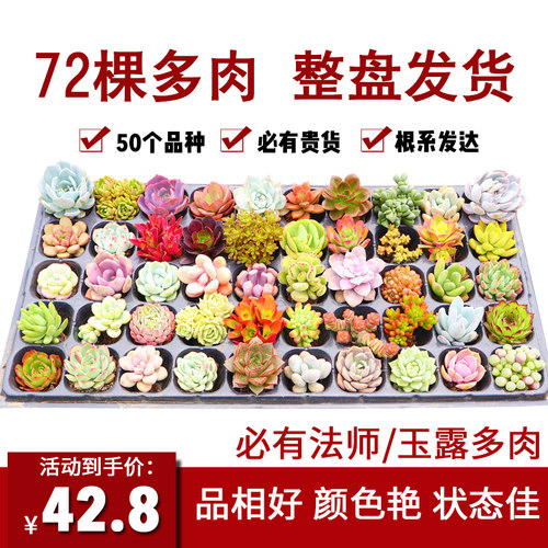 多肉植物新款一整箱稀有品种贵货组合盆栽肉肉植物微景观新手套装 - 图0