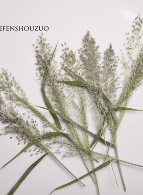 知风草干树叶压花 ins滴胶杯垫 干花相框装饰材料带枝自然植物