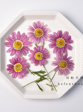 带枝玛格丽特真花压花手工材料