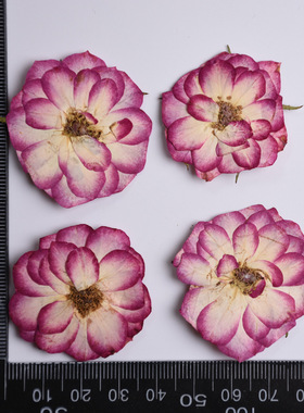 双色玫瑰河粉手作真花压花