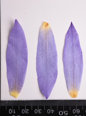河粉手作淡蓝色睡莲花瓣真花压花diy树脂发卡材料水晶滴胶封入物
