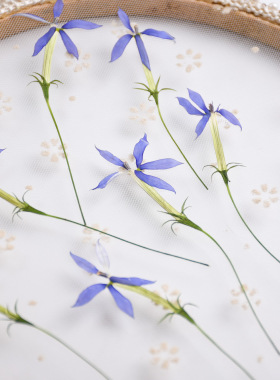 河粉手作真花压花手工diy材料