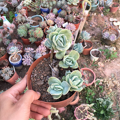 可爱玫瑰老桩多肉植物室内趣味多头悬崖一物一拍阳台室外小盆栽 花坊名都 淘优券