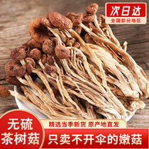 2023 Yunnan Farmhouse Tea Tree Mushrooms Dry Goods Special Class Not Open Umbrella Cut Root Fresh Tea Pay Mushrooms Mushrooms 250g