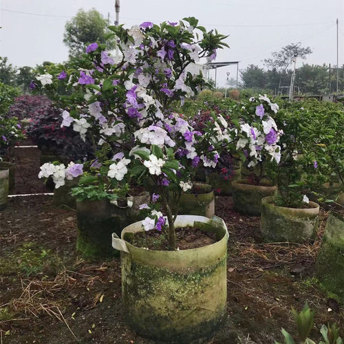 鸳鸯双色茉莉花盆栽四季开花不断植物室内外驱蚊观花花卉狮头茉莉 - 图1