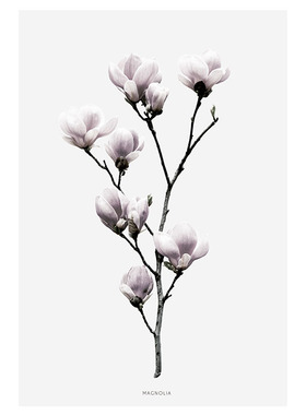 白玉兰木兰花卉海报装饰画芯