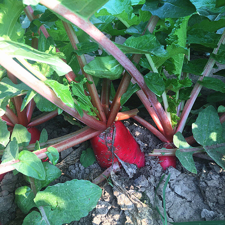 2026新鲜辣萝卜红皮白肉萝卜泡菜萝卜9斤应季蔬菜农家非水果萝卜,淘宝优惠券,粉丝福利购,淘宝优惠卷