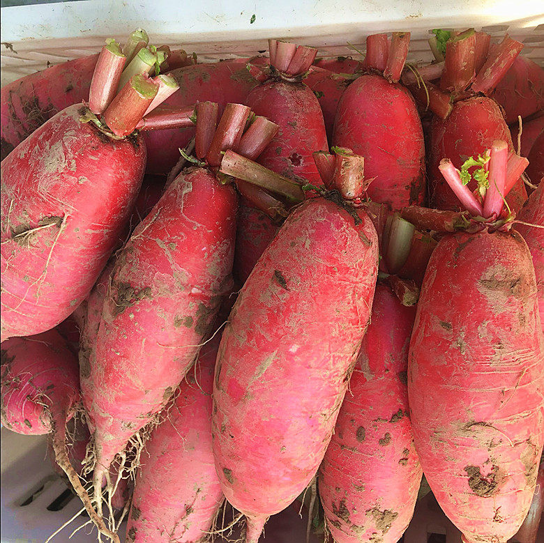 2026新鲜辣萝卜红皮白肉萝卜泡菜萝卜9斤应季蔬菜农家非水果萝卜,淘宝优惠券,粉丝福利购,淘宝优惠卷