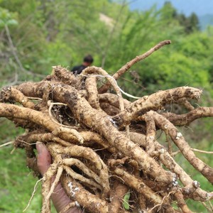 正宗秦岭新鲜3年八仙川党参食用煲汤女性中药材500g包邮泡水