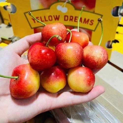 正品雷尼尔金车车厘子智利进口车厘子新鲜水果礼盒装鲜果樱桃 - 图1