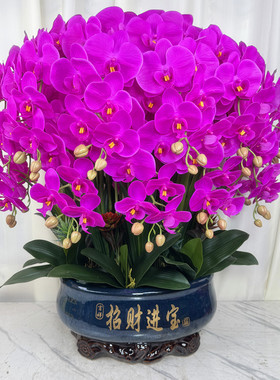 蝴蝶兰仿真花客厅高档花过胶手感保湿花大厅摆假花蝴蝶兰超大盆花