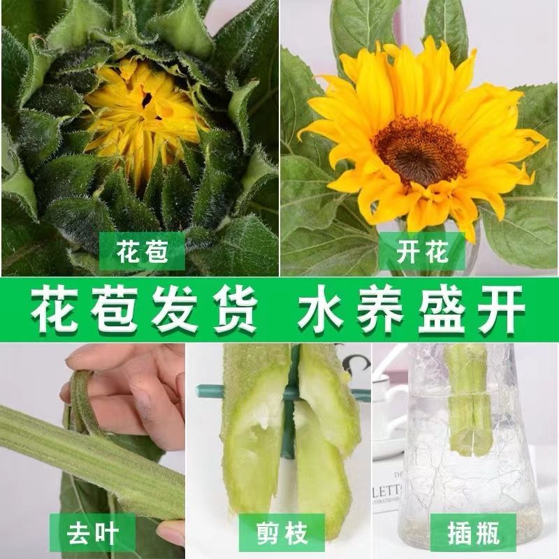 观赏向日葵鲜花云南基地直发家庭插花好养鲜花水养 - 图3