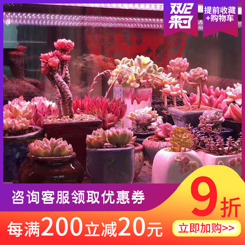 全光谱多肉上色防徒补光灯 仿太阳光 室内育苗食虫花卉植物生长灯,淘宝优惠券,粉丝福利购,淘宝优惠卷