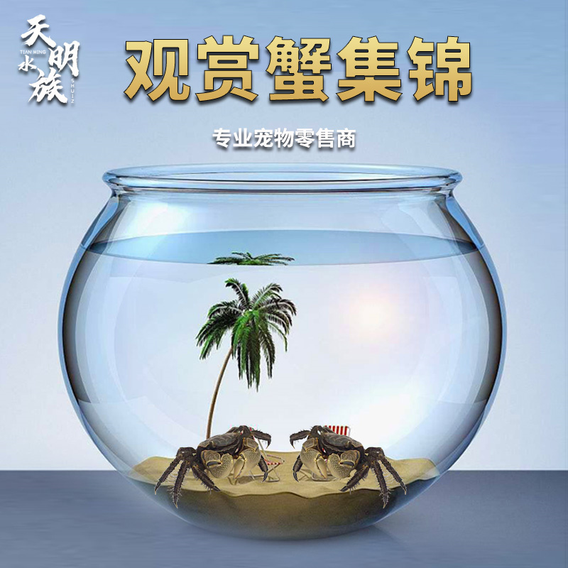 将军蟹活体淡水观赏蟹虾水陆招潮蟹迷你蟹蝴深水蝶蟹豹点蟹樱桃蟹 - 图2