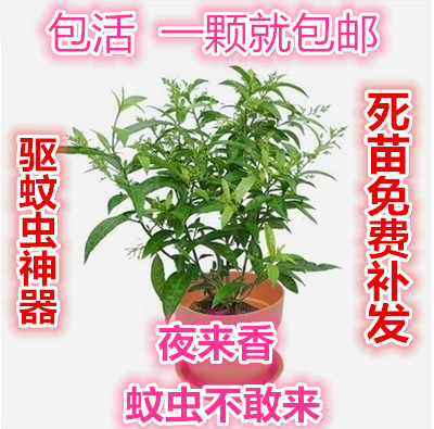 夜来香花树苗浓香型驱蚊花卉四季开花夏季阳台室内外庭院地栽花卉-图0