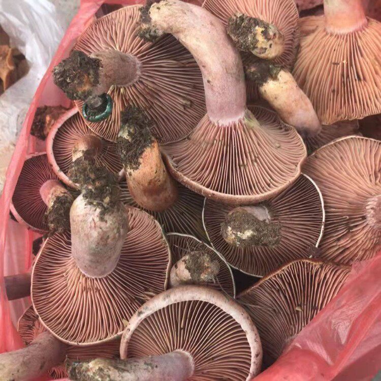 现货湖南新鲜乌枞菌黄松树菇寒菌湘西野生三九菇天鹅菌雁鹅菌谷熟