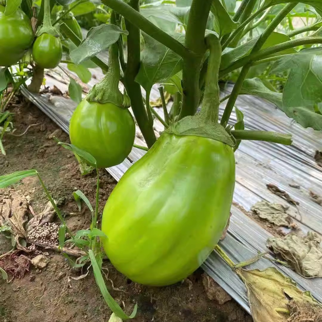 河南特产绿茄子农家自种新鲜现摘绿皮茄子生吃青茄蔬菜 5斤包邮 - 图2