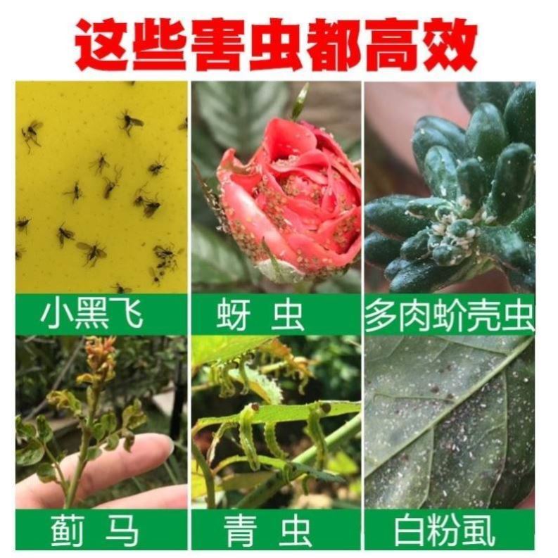 花盆里有小虫花土里太阳花长寿花杀虫剂虫子药月季除虫药小黑虫 - 图0