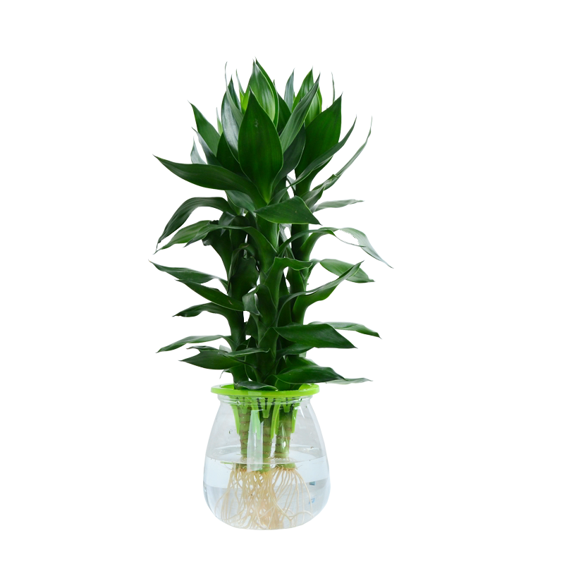 观音竹富贵竹步步高水培植物净化空气盆栽莲花竹室内水养招财绿植 小编推荐 Wepost 全民代运 马来西亚中国淘宝代运与集运专家