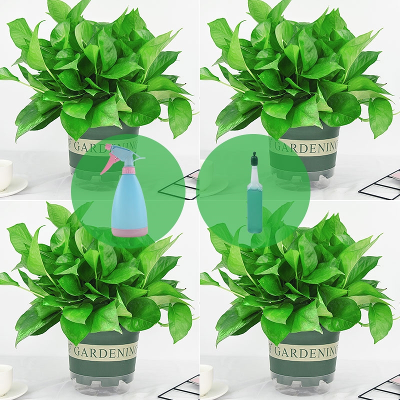 长藤绿萝箩垂吊兰盆栽植物花卉室内好养易活四季净化空气吸除异味-图2