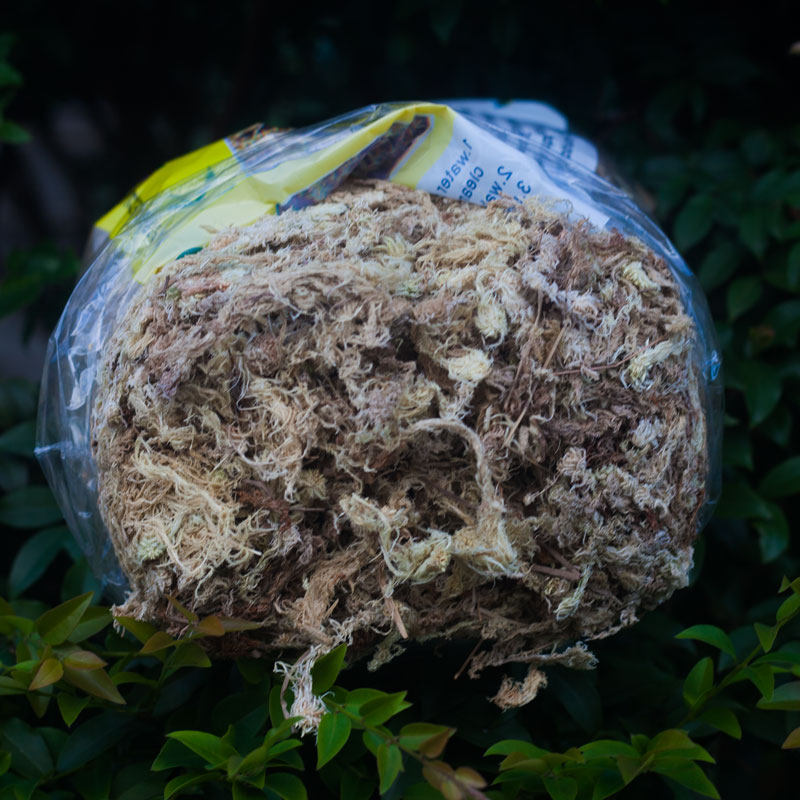 干水苔蝴蝶兰专用兰花栽培大花苗介质乌龟冬眠苔藓植物文心兰包根 集圆生物科技 淘优券
