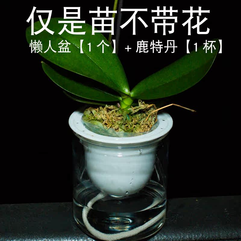 鹿特丹 带花蝴蝶兰配送懒人盆一个名贵盆栽花卉植物室内好养 集圆生物科技 淘优券