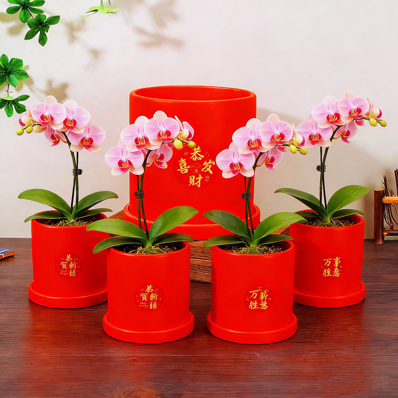 新年红色花盆创意中式喜庆鸿运当头陶瓷盆带托盘蝴蝶兰专用红花盆,淘宝优惠券,粉丝福利购,淘宝优惠卷