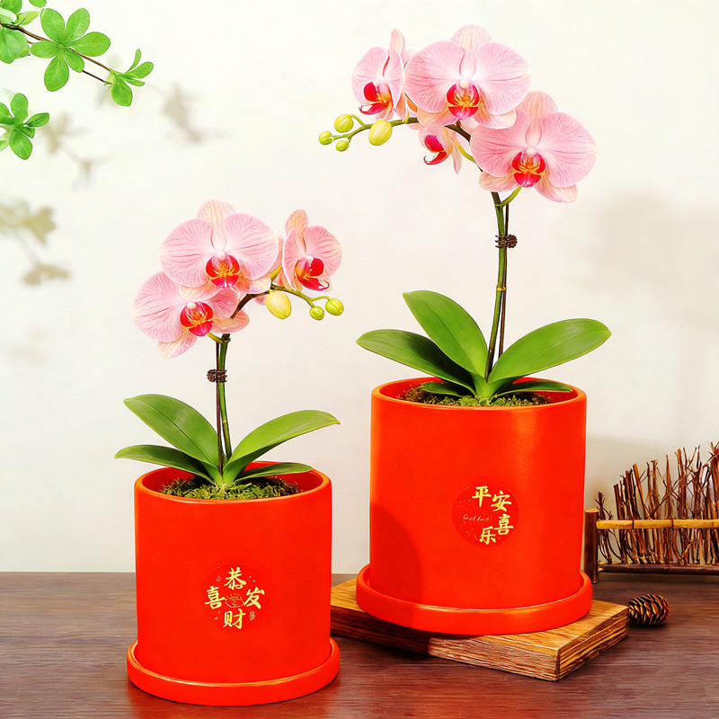 新年红色花盆创意中式喜庆鸿运当头陶瓷盆带托盘蝴蝶兰专用红花盆,淘宝优惠券,粉丝福利购,淘宝优惠卷