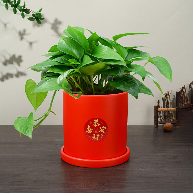新年红色花盆创意中式喜庆鸿运当头陶瓷盆带托盘蝴蝶兰专用红花盆,淘宝优惠券,粉丝福利购,淘宝优惠卷