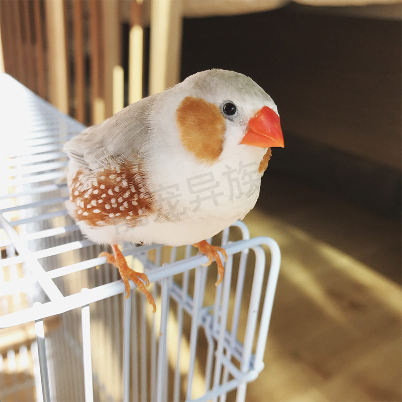 珍珠鸟活体一对白色灰色驼色观赏鸟繁殖白灰文鸟宠物鸟上手鸟包邮,淘宝优惠券,粉丝福利购,淘宝优惠卷