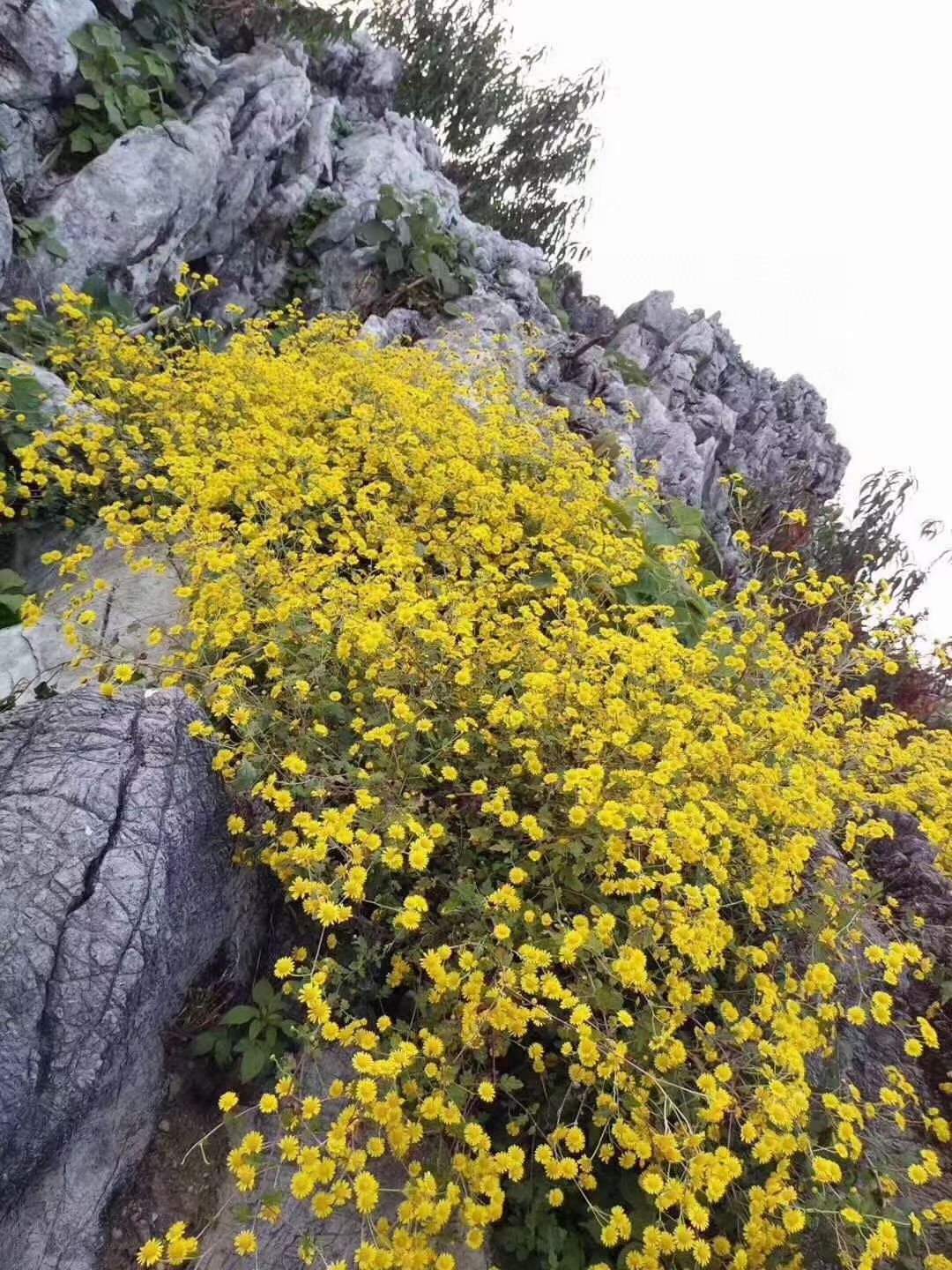 野菊花野生多胎菊山菊花泡茶泡水正品散装250克 - 图1