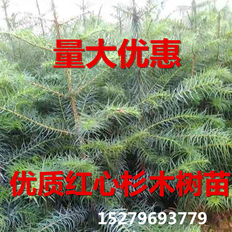 良种速生杉木苗杉树苗刺沙树沙木苗池杉苗常绿化荒山造林一年生苗 - 图0