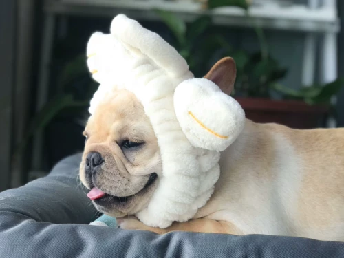 Питомец продает милый розовый милый маленький ангель