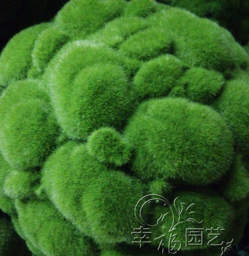 高仿真青苔球泡沫苔藓球装饰草球植毛石绿色橱窗展柜装饰植物球 - 图1