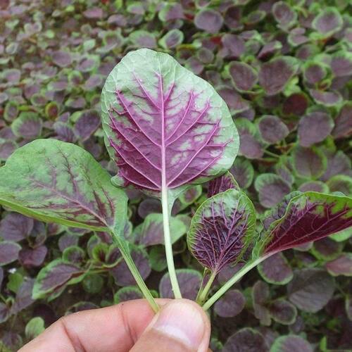 【新花红苋菜种子】四季播高产青菜种子苋菜籽阳台盆栽蔬菜种子 - 图0