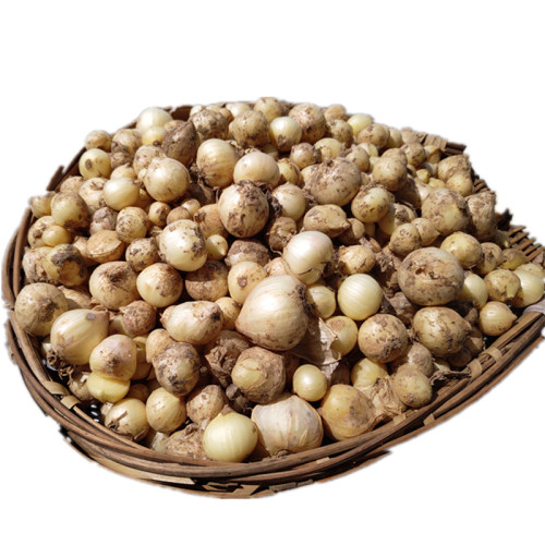 四川农家新鲜苦藠团葱小野蒜茭洋葱小根蒜苦蒜薤白荞头做咸菜炖汤 - 图3