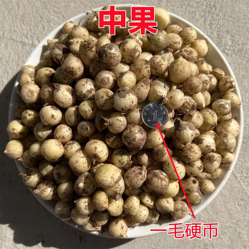 四川农家新鲜苦藠团葱小野蒜茭洋葱小根蒜苦蒜薤白荞头做咸菜炖汤 - 图2