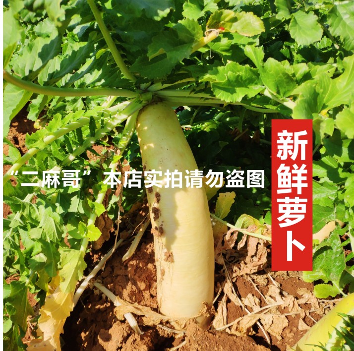 四川特产农家自制下饭菜辣条香脆麻辣萝卜干500g咸菜酱腌榨菜包邮 - 图1