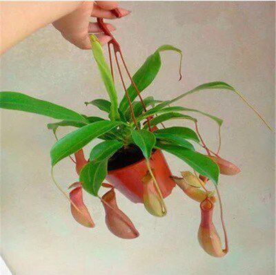 室内食虫植物盆栽垂吊猪笼草捕蝇草吊兰驱蚊绿植创意送礼趣味花卉 - 图1