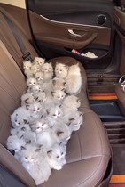 Pure Breeds Puppets Cat Young Cat Blue Twin Sea Bicolor Bicolor Puppies Occasional Cub Fairy Cat Living Things Pet Kitty Hakimi