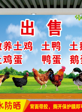 生鲜招牌散养土鸡土鸭鹅广告贴纸