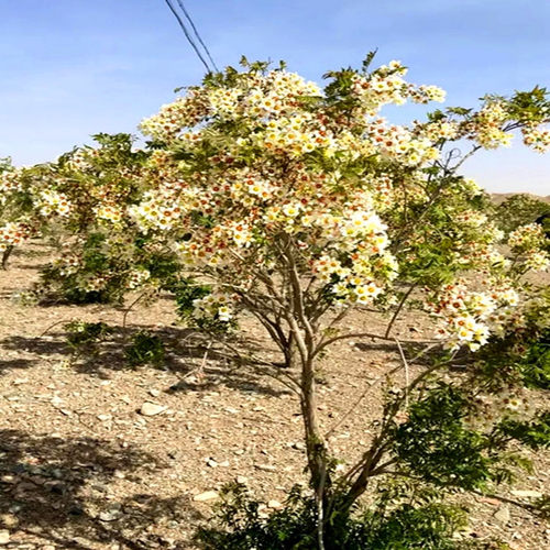 文冠花树苗状元花盆栽室内外阳台庭院盆景四季好养花卉多年生植物 - 图2