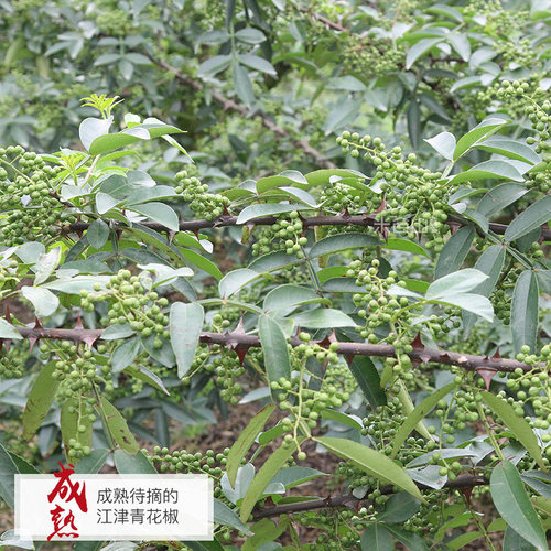 四川特产江津青花椒粒藤椒特麻川椒花椒干250g青麻椒香料调料大全 - 图0