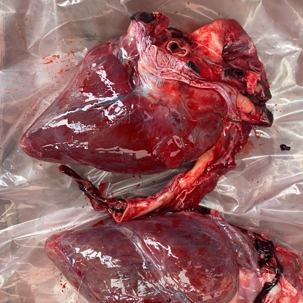 Fresh Jilin Province Deer Heart Farmed Deer Agricultural Products Offal