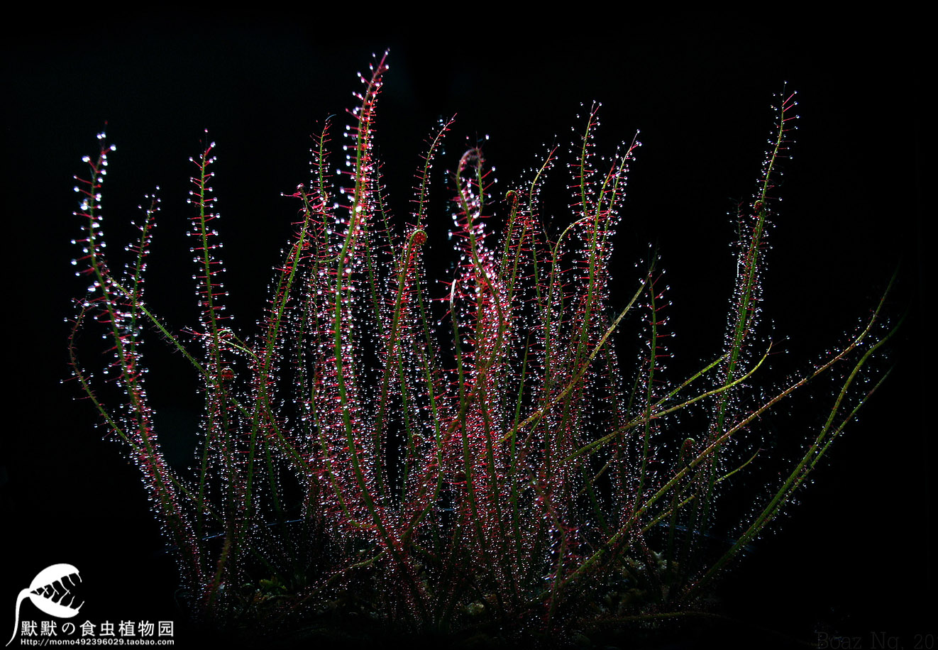 【红丝叶茅膏菜】食虫植物食虫草捕虫草趣味绿植盆栽包邮 - 图0