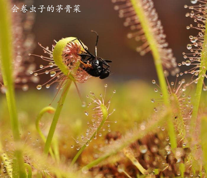 食虫植物小苗 捕蝇草  食虫草 食人花 驱蚊草 多肉植物盆栽 包邮